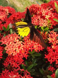 High angle view of butterfly pollinating on red flowers