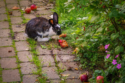 High angle view of rabbit eating fruit on walkway by plants