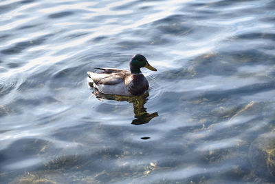 High angle view of duck swimming in lake