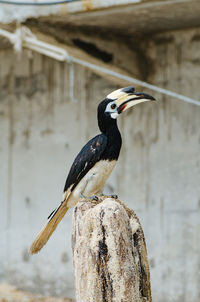 Close-up of bird perching on wooden post