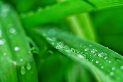 Close-up of water drops on leaf