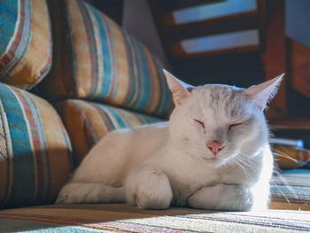 Close-up of a cat resting