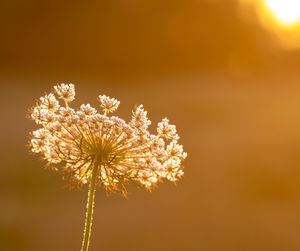 Close-up of dandelion against orange sky