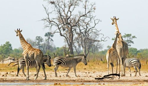 Zebras standing on field against sky