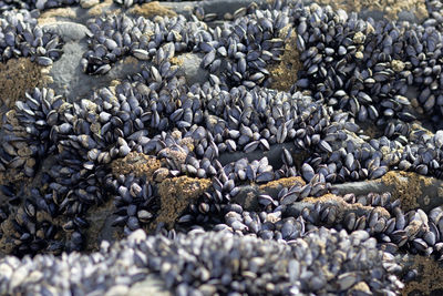 Full frame shot of seashells