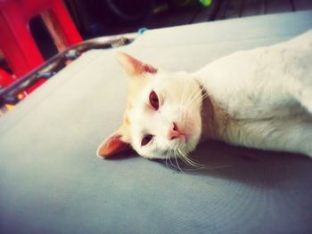Close-up of a cat resting