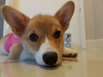 Close-up portrait of a dog at home