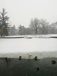 Ducks floating on lake against sky