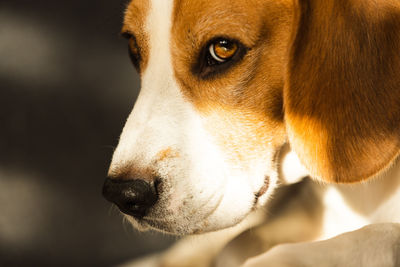 Beagle dog tired indoors in sunlight, dog background