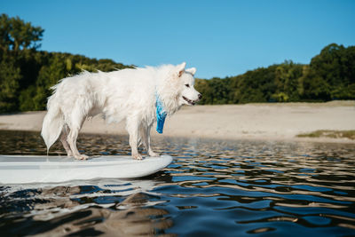 Wet snow-white dog breed japanese spitz standing on the sup board on the lake