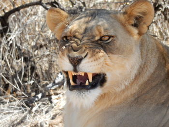 Close-up portrait of lion