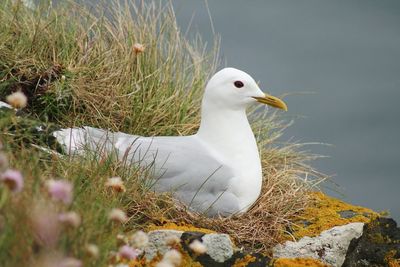 Close-up of duck on lake