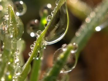 Close-up of water drops on plant