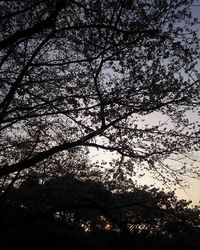 Low angle view of trees against sky