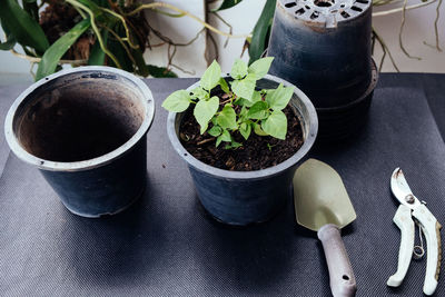 High angle view of potted plants on table