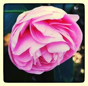 Close-up of pink rose