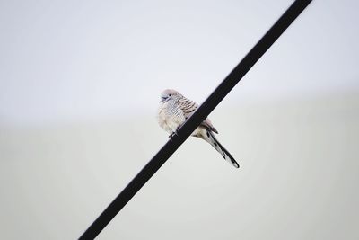 Low angle view of bird perching on cable against clear sky