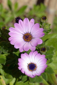 Close-up of purple flower blooming outdoors