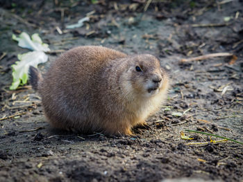 High angle view of an animal on field