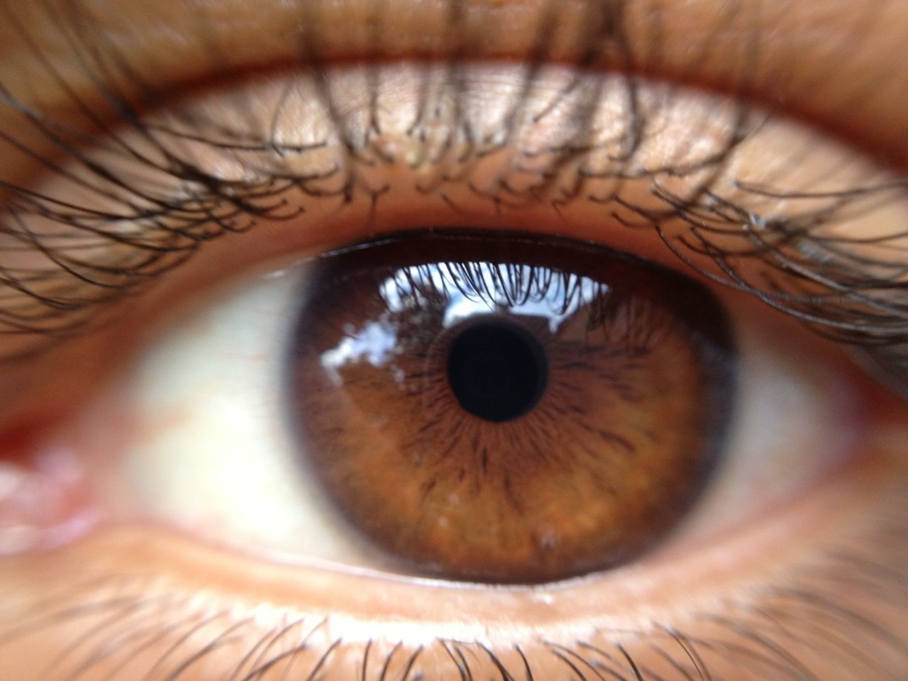 human eye, eyelash, eyesight, sensory perception, close-up, iris - eye, extreme close-up, eyeball, human skin, part of, looking at camera, portrait, extreme close up, full frame, vision, eyebrow, indoors