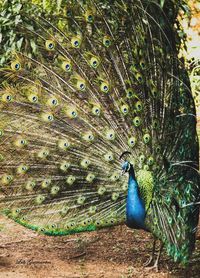 Close-up of peacock