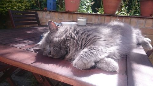 Cat sleeping on bed