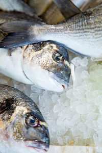 Close-up of fish in sea