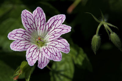 Close-up of flowering plant