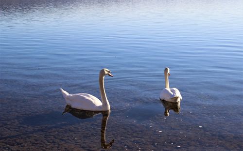 Swans swimming in lake