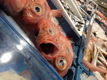 High angle view of seafood in container