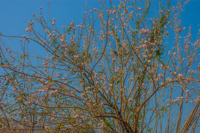 Low angle view of flowering tree against blue sky