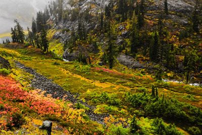 Pine trees in forest during autumn
