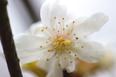 Close-up of white flower