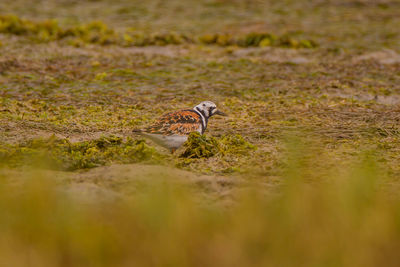View of bird on a field