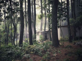 Trees in forest