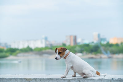 Dog looking at camera against sky