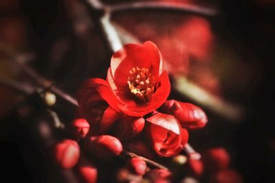 Close-up of red flowers