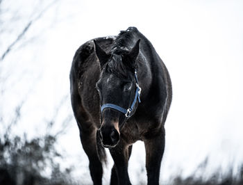 Close-up of a horse