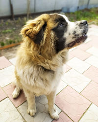 Moscow guard dog brown color. pet. fluffy and beautiful dog.