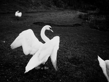 White swan