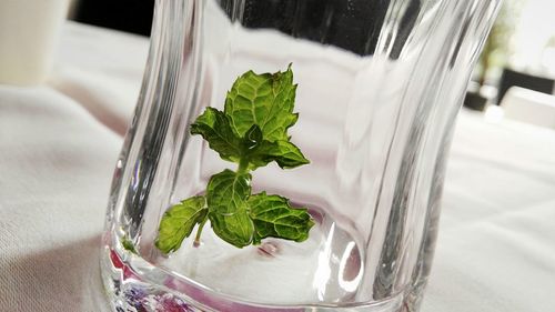 High angle view of drink on leaf