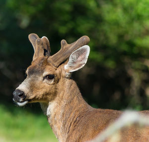 Close-up of deer