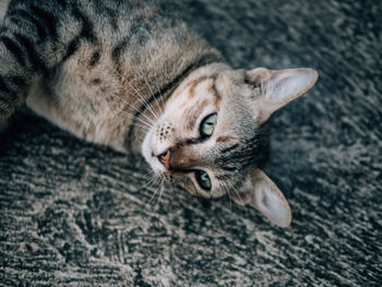 Close-up portrait of cat relaxing