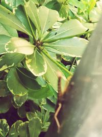 High angle view of potted plant