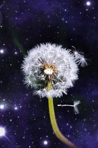 Close-up of dandelion against sky at night