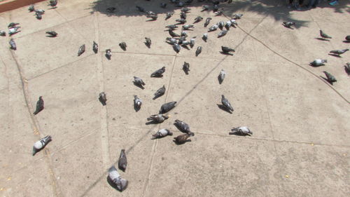 High angle view of birds on beach