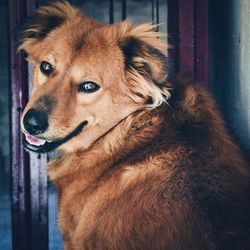 Close-up portrait of dog