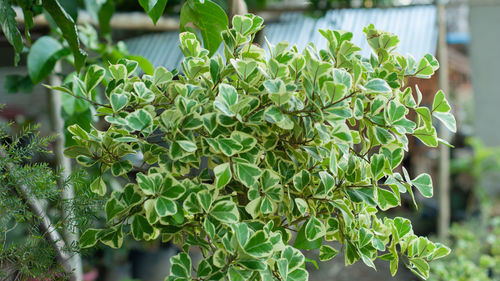 Close-up of fresh green leaves