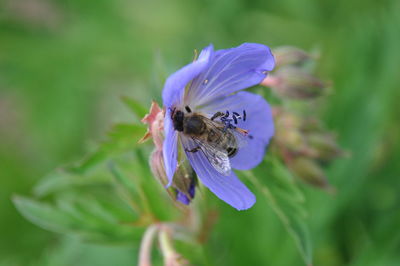 Close-up of bee pollinating on purple flower