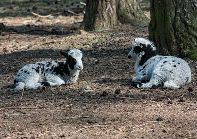 View of two dogs on land